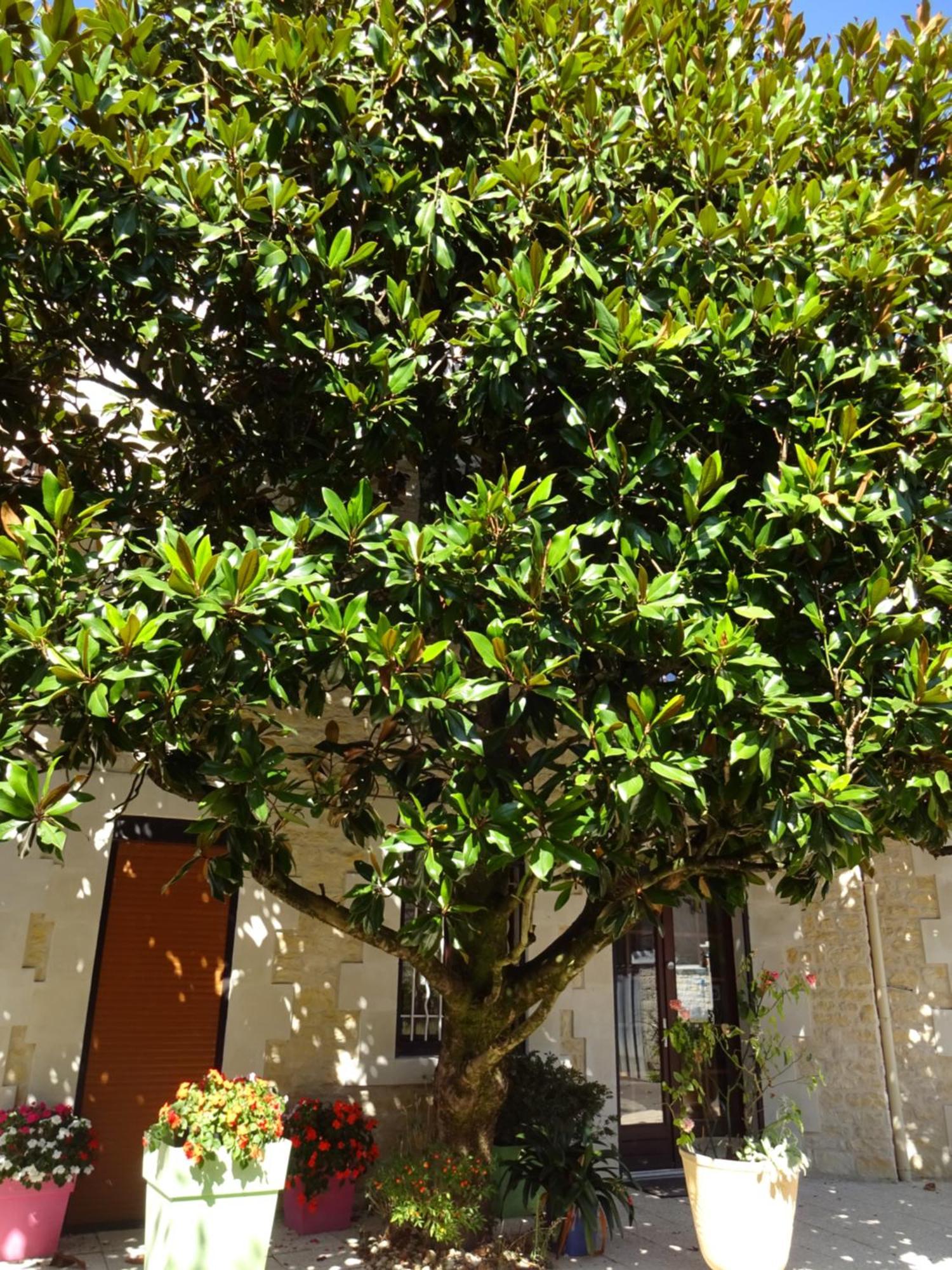 Hotel Aux Orangers Luxé Exterior foto